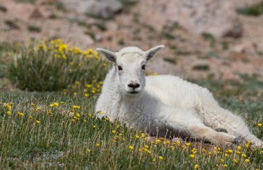 Colorado yüksek ülke bir sevimli dağ keçisi çocukta yaz aylarında