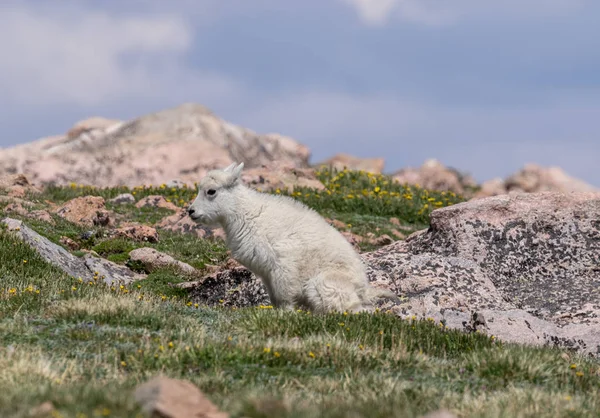 Colorado Yüksek Ülke Bir Sevimli Dağ Keçisi Çocukta Yaz Aylarında — Stok fotoğraf