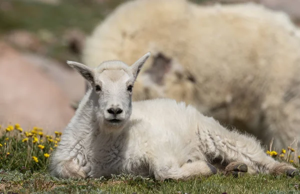 Cabrito Lindo Cabra Montaña Verano País Alto Colorado — Foto de Stock