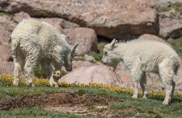 Cabrito Lindo Cabra Montaña Verano País Alto Colorado —  Fotos de Stock