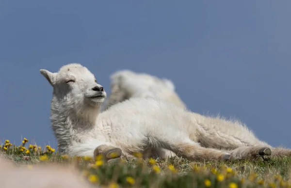 Mignon Enfant Chèvre Montagne Été Dans Haute Campagne Colorado — Photo