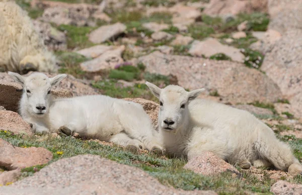 Cute Mountain Goat Kid Summer Colorado High Country — Stock Photo, Image