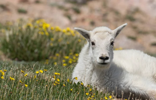 一个可爱的山山羊孩子在夏天在科罗拉多州高国家 — 图库照片