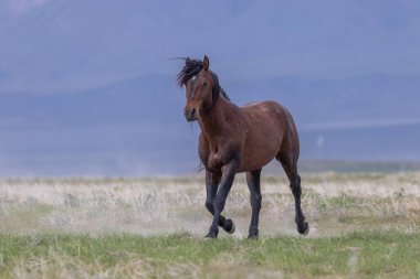 Utah çölünde güzel vahşi bir at.