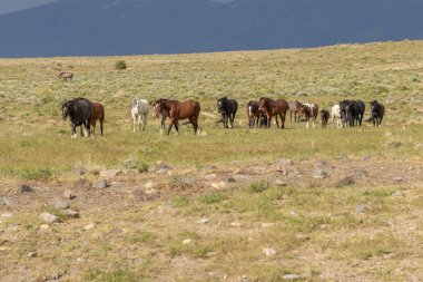 Yaz aylarında Utah çölde vahşi atlar