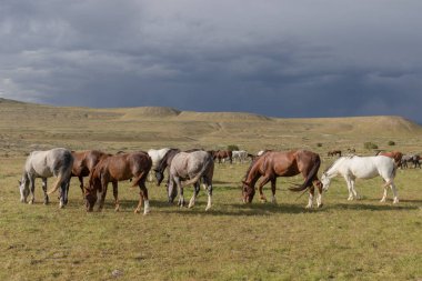 Yaz aylarında Utah çölde vahşi atlar