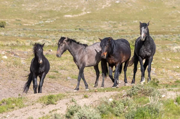 Cavalos Selvagens Deserto Utah Verão — Fotografia de Stock