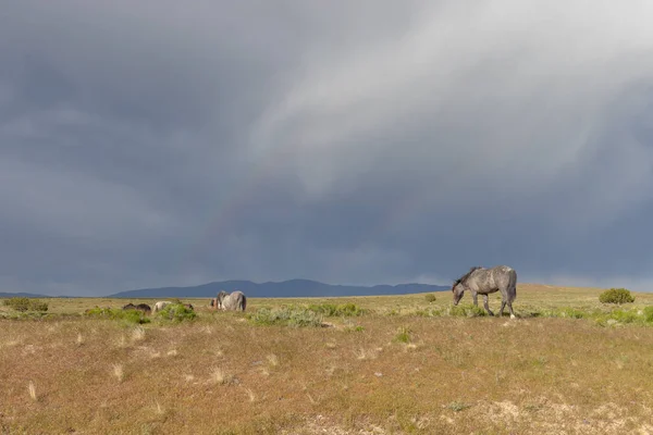 夏季犹他州沙漠中的野马 — 图库照片