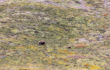 Denali Milli Parkı Alaska sonbaharda güzel boz ayı