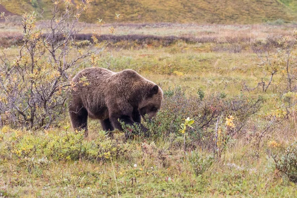 Piękny Niedźwiedź Grizzly Jesienią Denali Park Narodowy Alaska — Zdjęcie stockowe