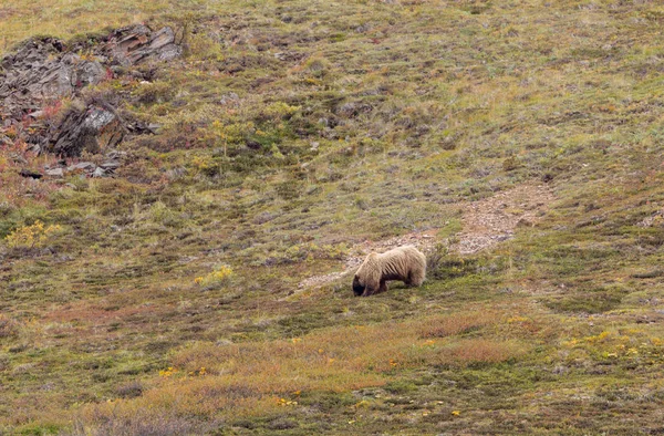 Schöner Grizzlybär Herbst Denali Nationalpark Alaska — Stockfoto