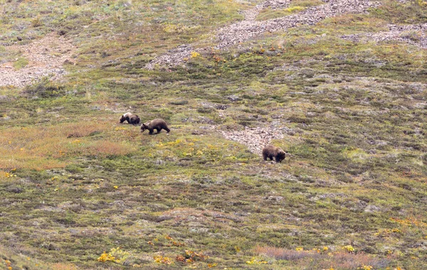 Krásný Grizzly Podzim Národním Parku Denali — Stock fotografie