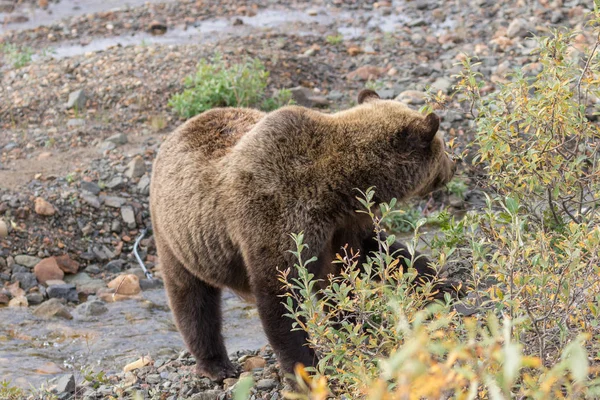 Krásný Grizzly Podzim Národním Parku Denali — Stock fotografie