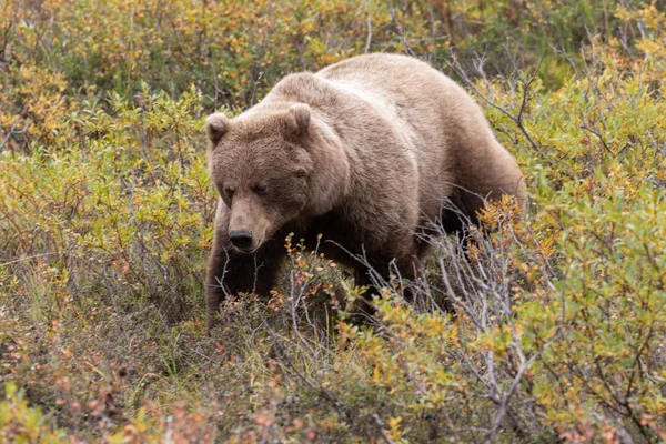 美丽的灰熊在秋天在德纳利国家公园阿拉斯加 — 图库照片