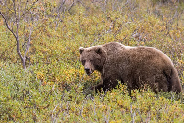 Bellissimo Orso Grizzly Autunno Nel Denali National Park Alaska — Foto Stock