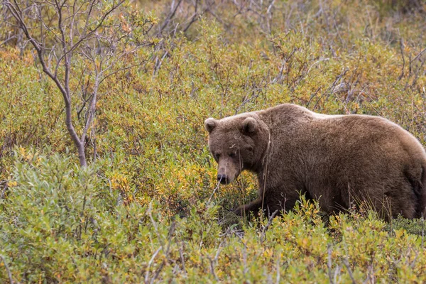 Hermoso Oso Pardo Otoño Parque Nacional Denali Alaska —  Fotos de Stock