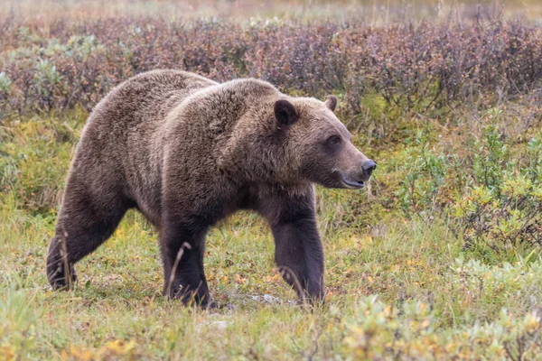 Krásný Grizzly Podzim Národním Parku Denali — Stock fotografie