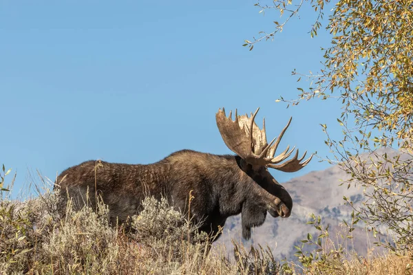 Een Stier Shiras Moose Het Najaar Wyoming — Stockfoto
