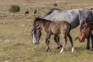 Utah çölünde vahşi bir at kısrağı ve onun tatlı tayı.