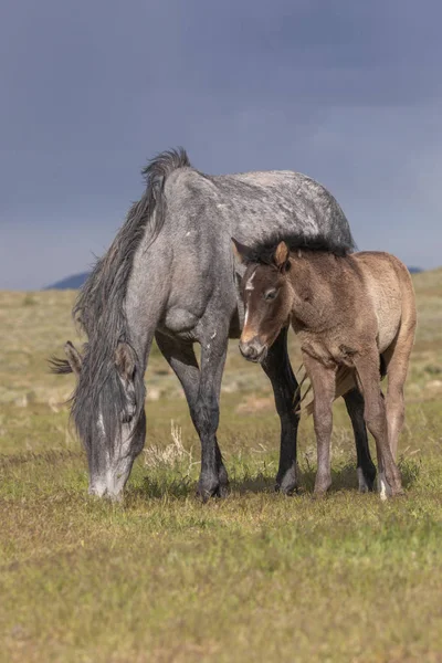 Uma Égua Cavalo Selvagem Seu Potro Bonito Deserto Utah — Fotografia de Stock