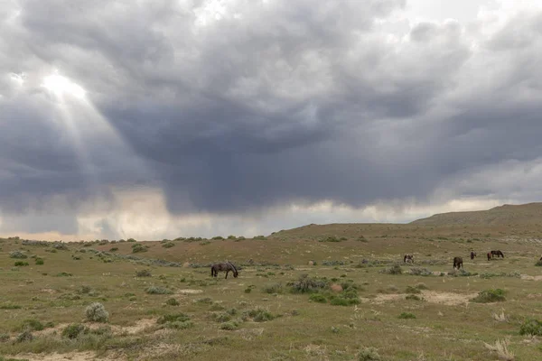 犹他州沙漠中美丽的野马 — 图库照片