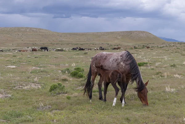 beautiful wild horses in spring in the Utah desert