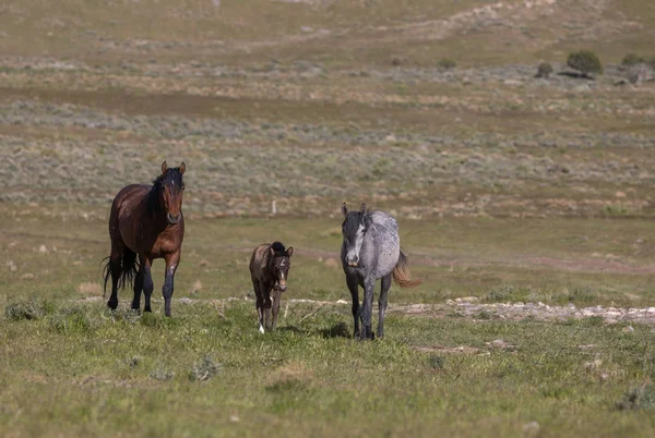 beautiful wild horses in spring in the Utah desert