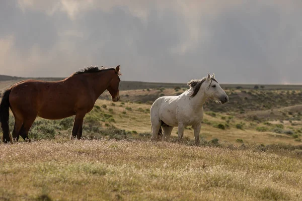 Belos Cavalos Selvagens Primavera Deserto Utah — Fotografia de Stock