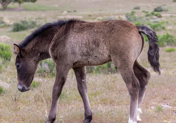 Cute Wild Horse Foal Utah Desert — Stock Photo, Image