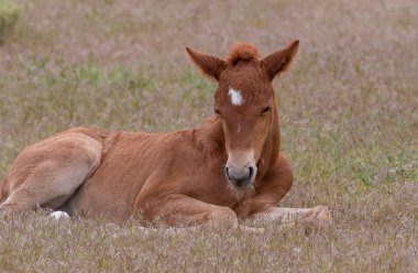 Utah çölünde şirin bir at yavrusu.