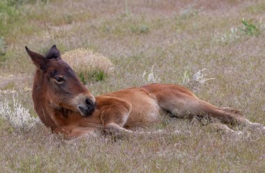 Utah çölünde şirin bir at yavrusu.