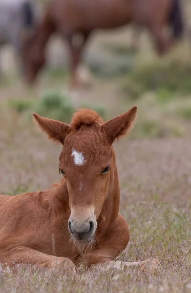 Potro Cavalo Selvagem Bonito Deserto Utah — Fotografia de Stock