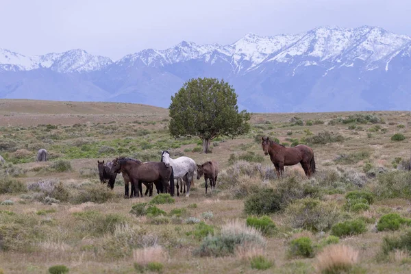 Baharda Utah Çölde Güzel Vahşi Atlar — Stok fotoğraf