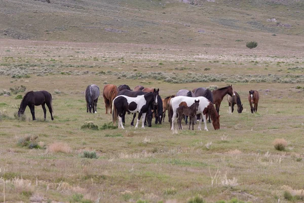 Hermosos Caballos Salvajes Desierto Utah Primavera —  Fotos de Stock