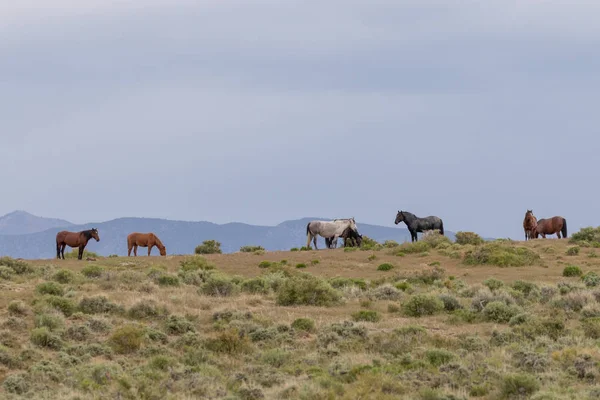 Baharda Utah Çölde Güzel Vahşi Atlar — Stok fotoğraf