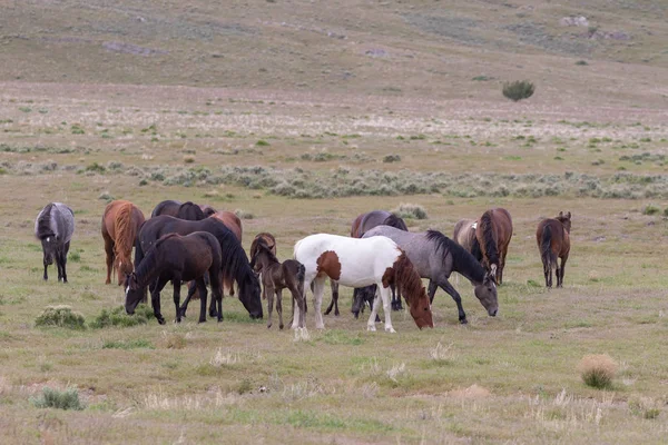 Schöne Wildpferde Der Wüste Utah Frühling — Stockfoto