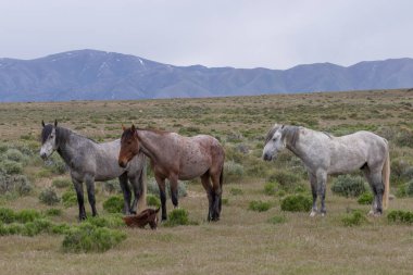 baharda Utah çölde güzel vahşi atlar