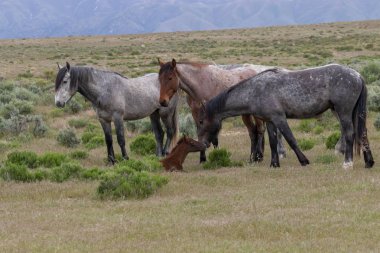 baharda Utah çölde güzel vahşi atlar