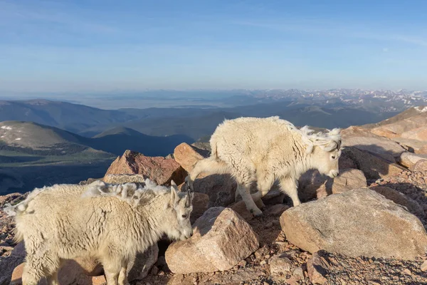 Colorado Yaz Aylarında Dağ Keçisi Bir Çift — Stok fotoğraf