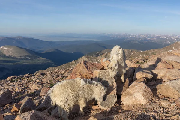 Egy Pár Hegyi Kecske Nyáron Coloradóban — Stock Fotó