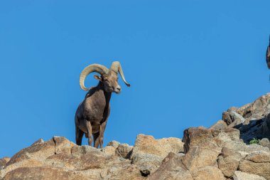 güzel çöl bighorn koyun ram