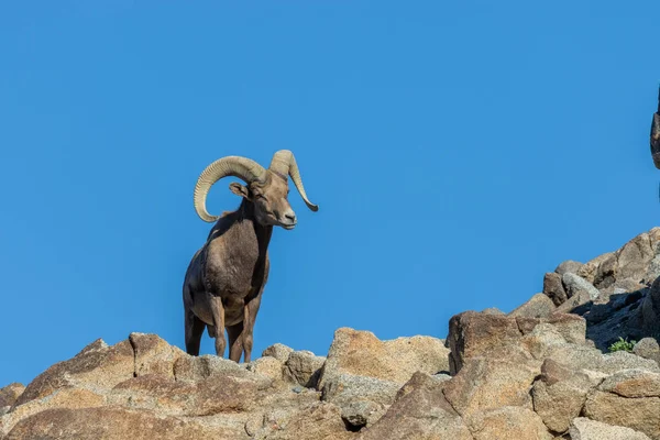 Egy Szép Sivatagi Bighorn Juh Ram — Stock Fotó