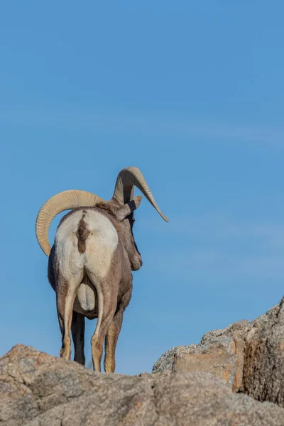 Egy Szép Sivatagi Bighorn Juh Ram — Stock Fotó