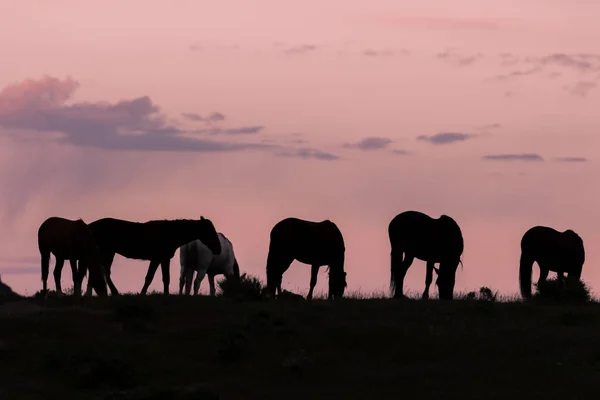 Wildpferde Bei Sonnenaufgang Der Wüste Utah — Stockfoto