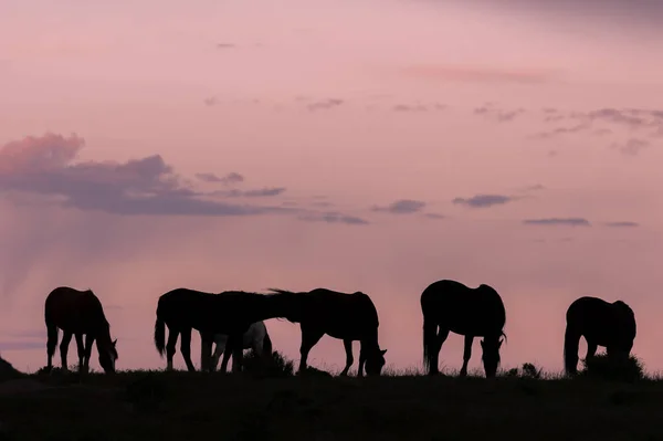 Caballos Salvajes Amanecer Desierto Utah — Foto de Stock