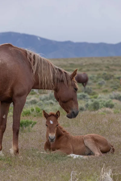 Uma Égua Cavalo Selvagem Seu Potro Bonito Deserto Utah — Fotografia de Stock