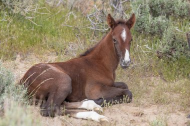 Baharda Utah çölünde şirin bir at yavrusu.