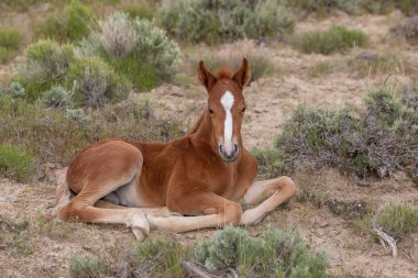 Baharda Utah çölünde şirin bir at yavrusu.