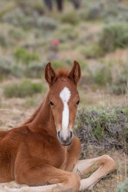 Baharda Utah çölünde şirin bir at yavrusu.