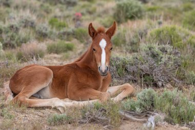 Baharda Utah çölünde şirin bir at yavrusu.